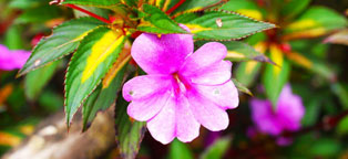 【激活码】永久的DDOS网页端